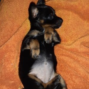 Meet your Posher, Paige